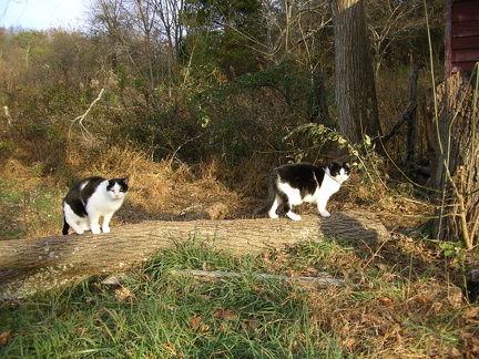 milo and moots to the rescue